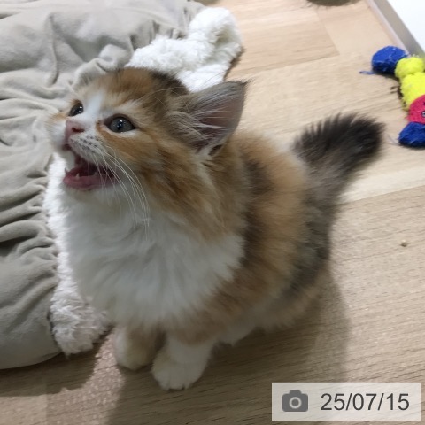 ラガマフィンの写真