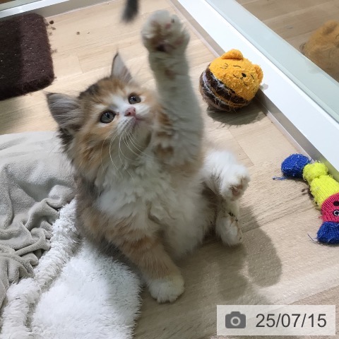 ラガマフィンの写真