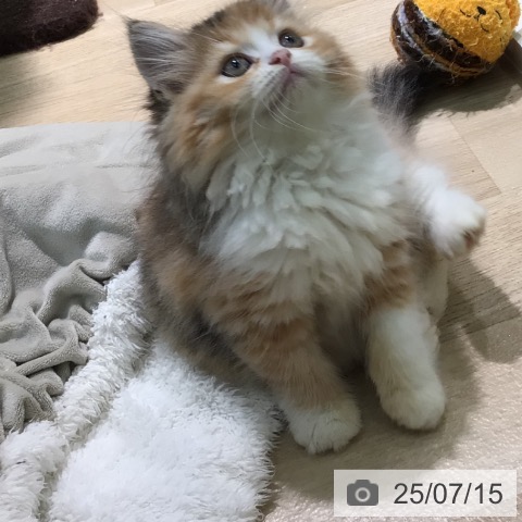 ラガマフィンの写真