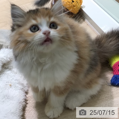 ラガマフィンの写真