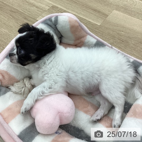 チワワの写真
