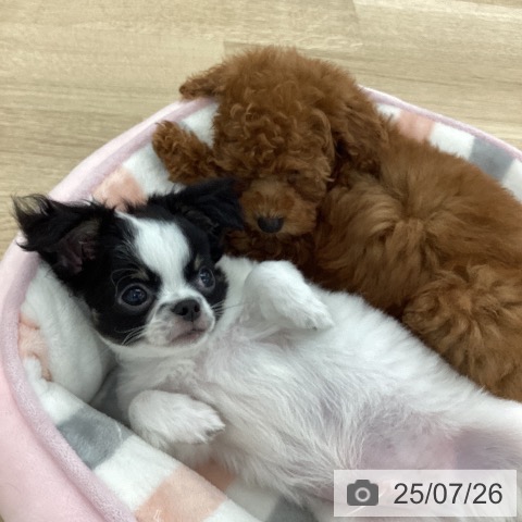 チワワの写真