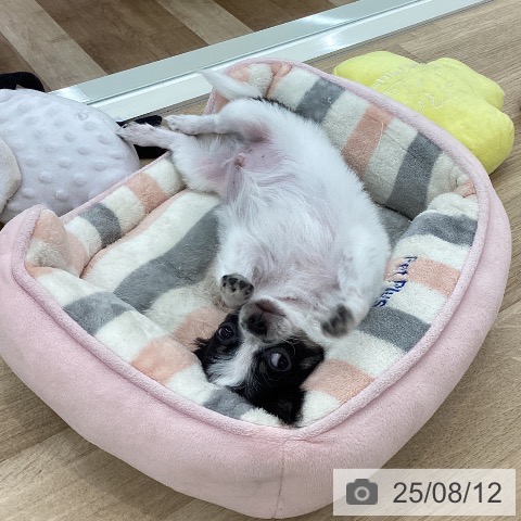 チワワの写真