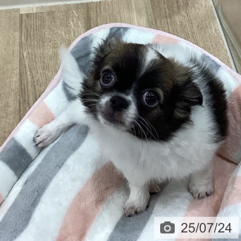 チワワの写真