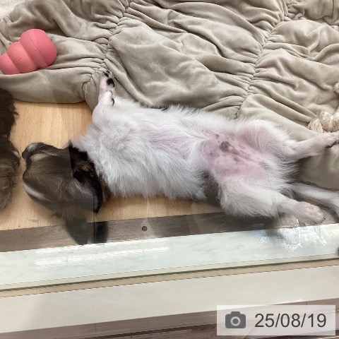 チワワの写真