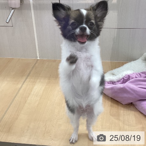 チワワの写真