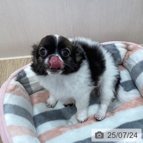 チワワの写真