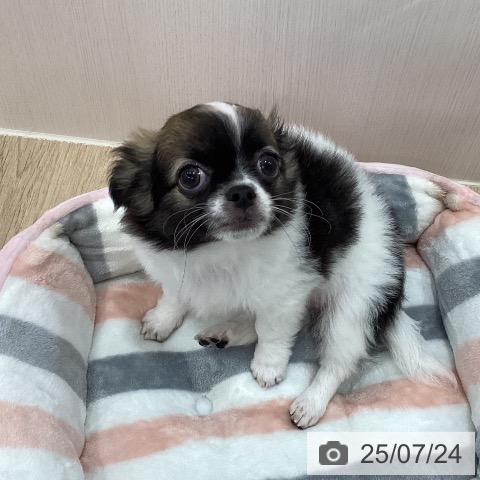 チワワの写真