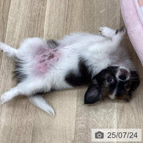 チワワの写真
