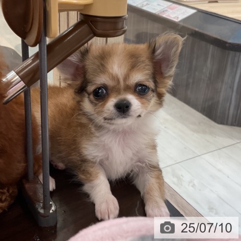 チワワの写真