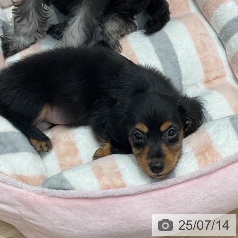 ミニチュア・ダックスフンドの写真