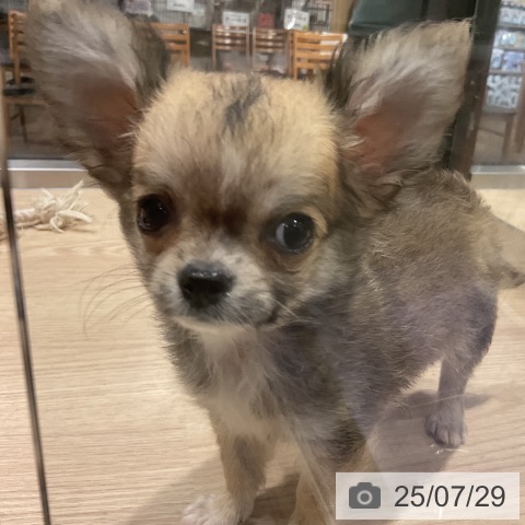 チワワの写真
