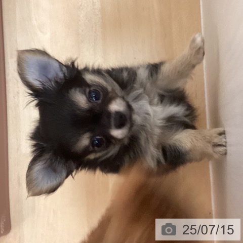 チワワの写真
