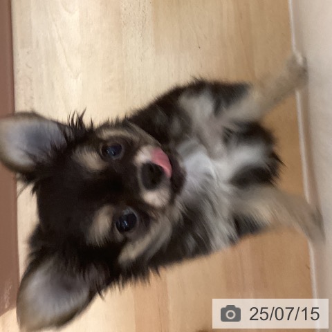チワワの写真