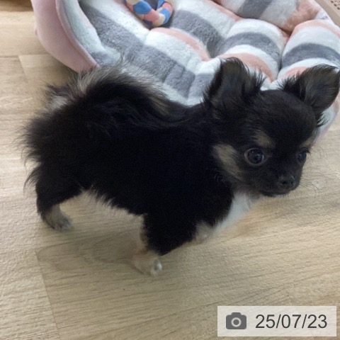 チワワの写真