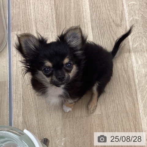 チワワの写真