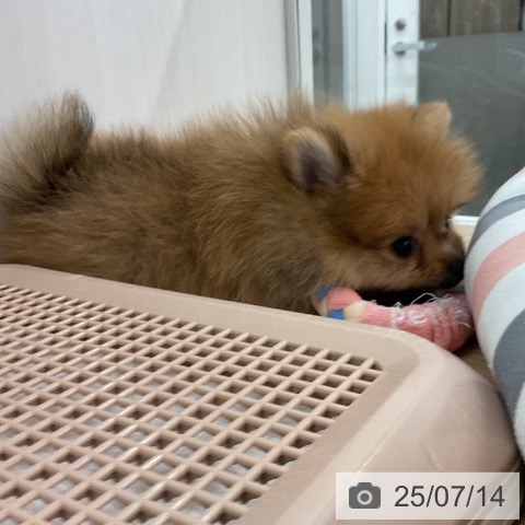 ポメラニアンの写真