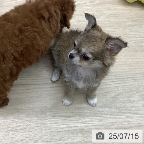 チワワの写真