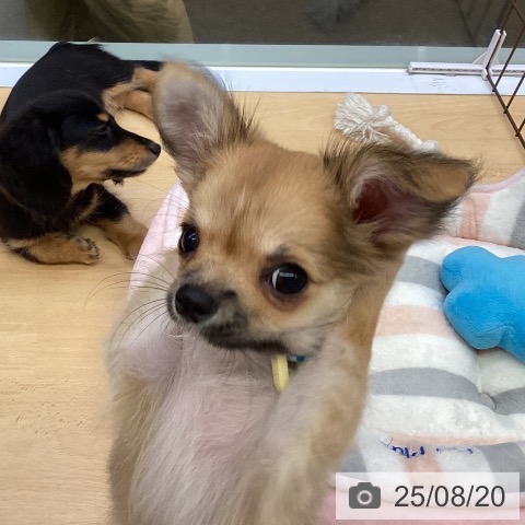 チワワの写真