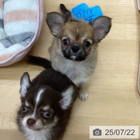 チワワの写真