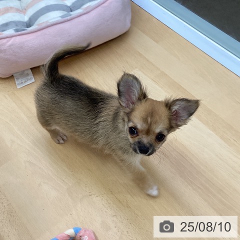 チワワの写真