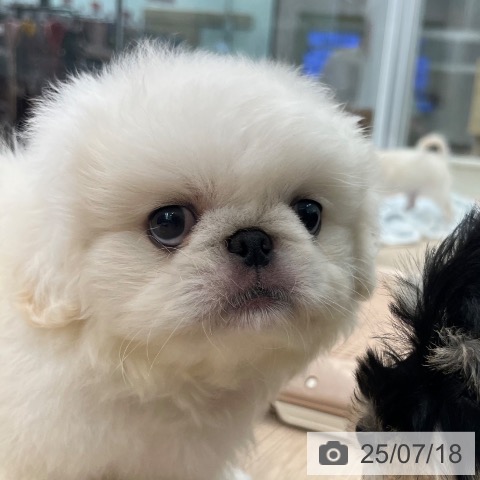 ペキニーズの写真