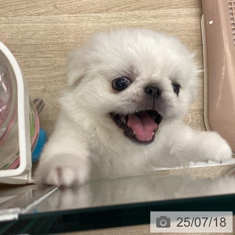 ペキニーズの写真