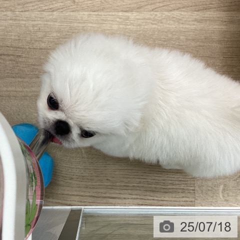 ペキニーズの写真