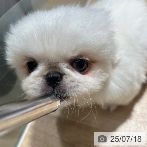 ペキニーズの写真