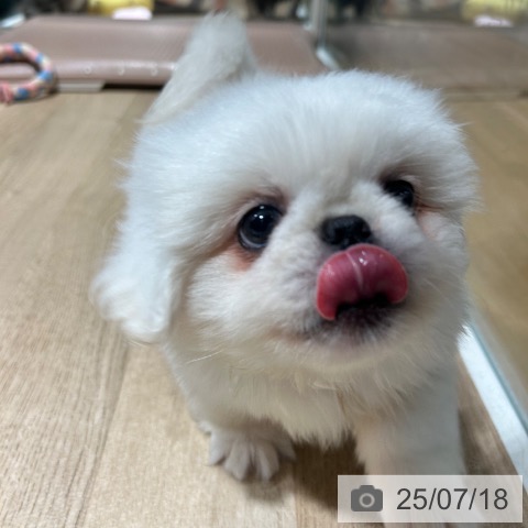 ペキニーズの写真
