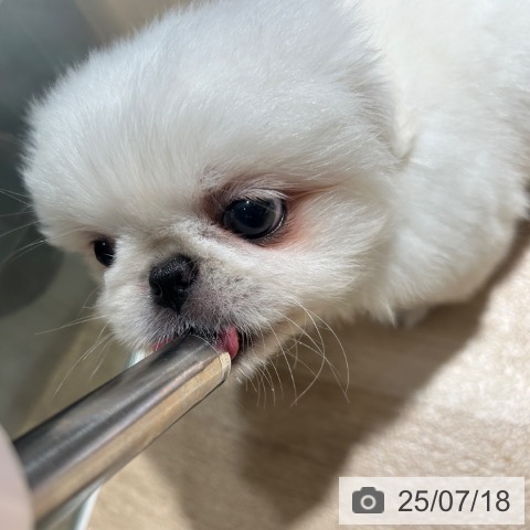 ペキニーズの写真