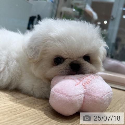 ペキニーズの写真