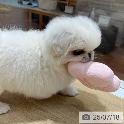 ペキニーズの写真