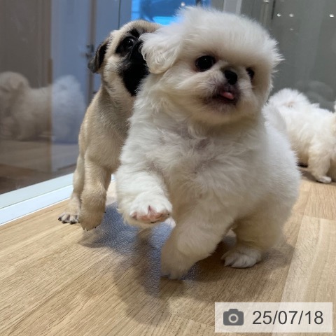 ペキニーズの写真