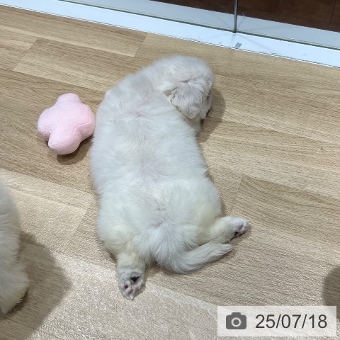 ペキニーズの写真