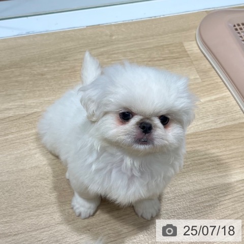 ペキニーズの写真