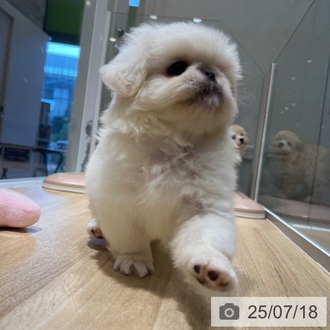 ペキニーズの写真