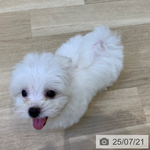 マルチーズの写真