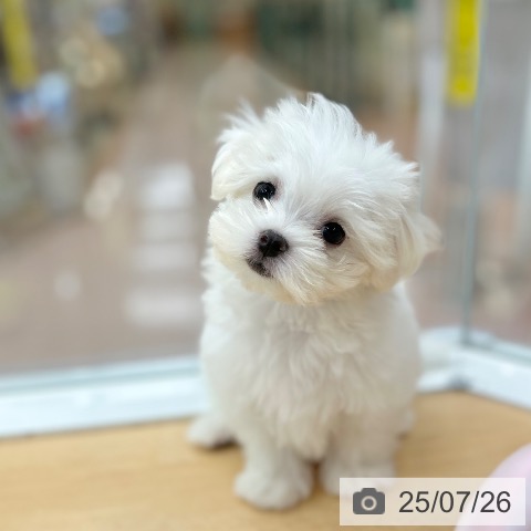 マルチーズの写真