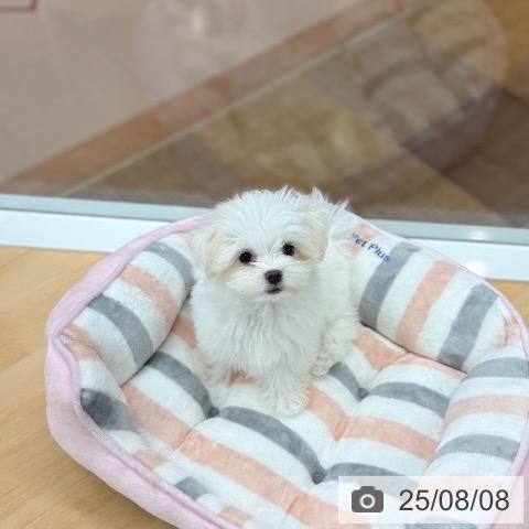 マルチーズの写真