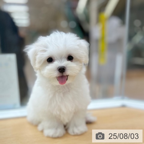 マルチーズの写真