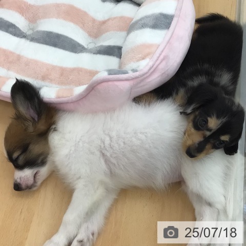 カニーンヘン・ダックスフンドの写真