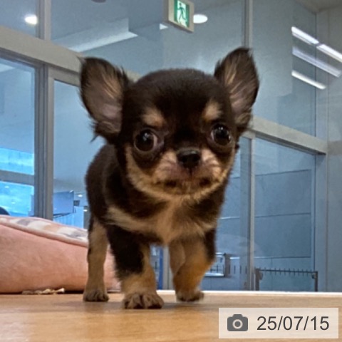 チワワの写真