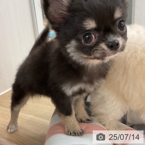 チワワの写真