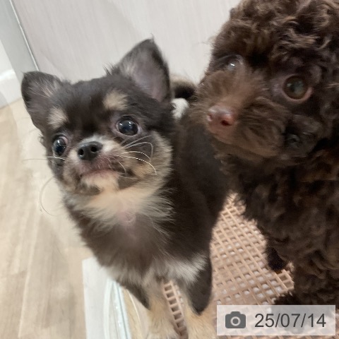 チワワの写真