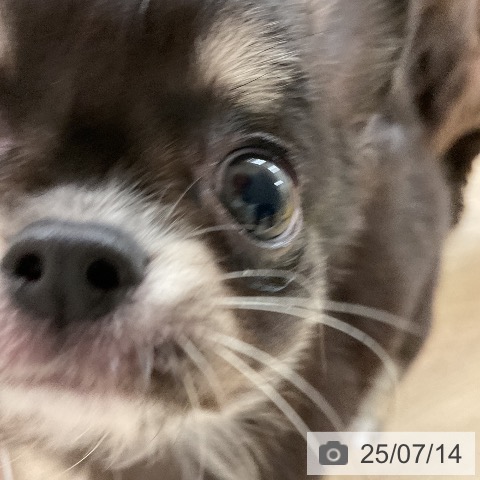 チワワの写真