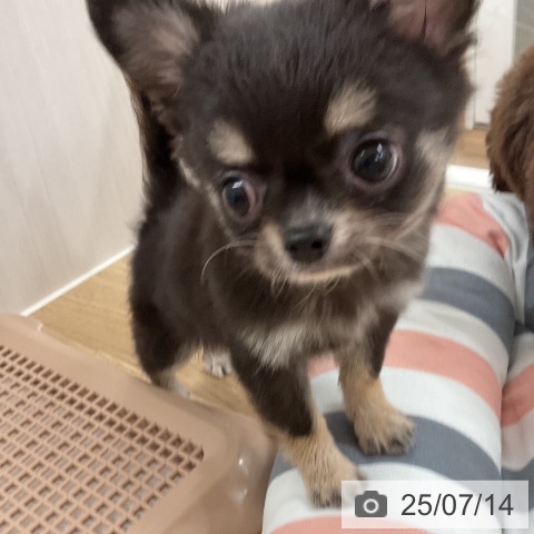 チワワの写真