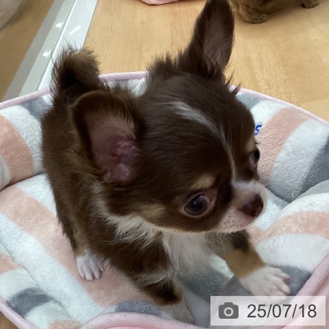 チワワの写真