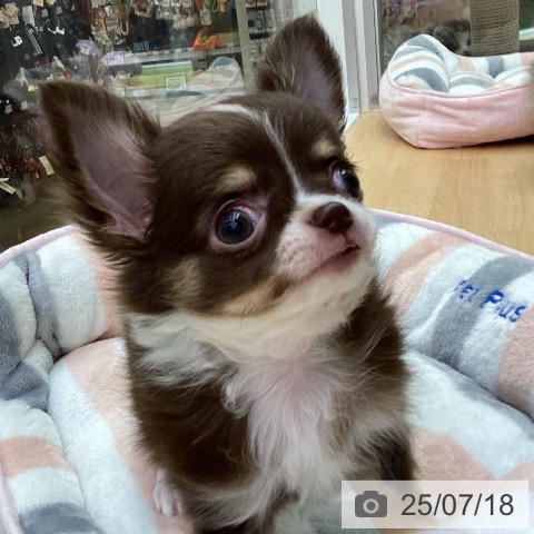 チワワの写真
