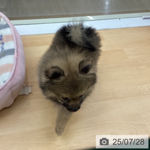 ポメラニアンの写真